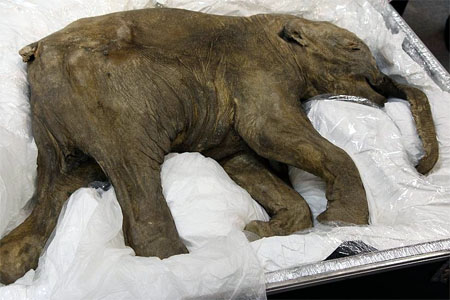 lyuba museo natural londres exposicion mamut