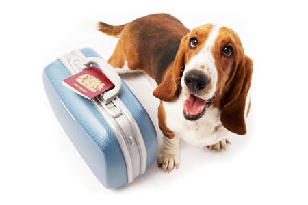 mascotas pasaporte reino unido londres avion perro gato documentos